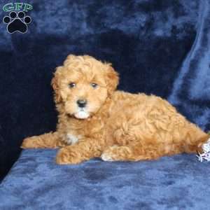 Lester, Mini Goldendoodle Puppy