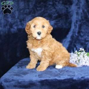 Lisa, Mini Goldendoodle Puppy
