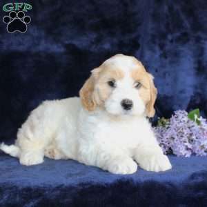 Leon, Mini Goldendoodle Puppy
