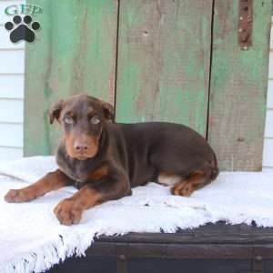 Tyler, Doberman Pinscher Puppy
