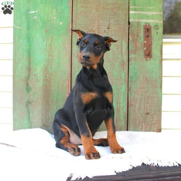 Tracy, Doberman Pinscher Puppy
