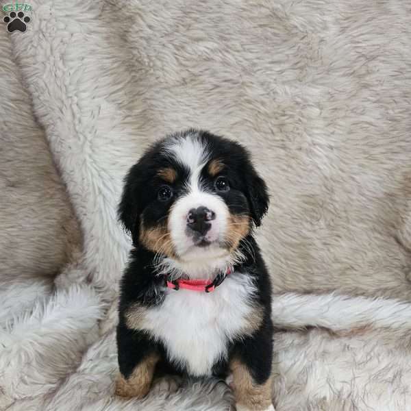 JULI, Bernese Mountain Dog Puppy