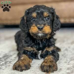 Ariel, Cavapoo Puppy