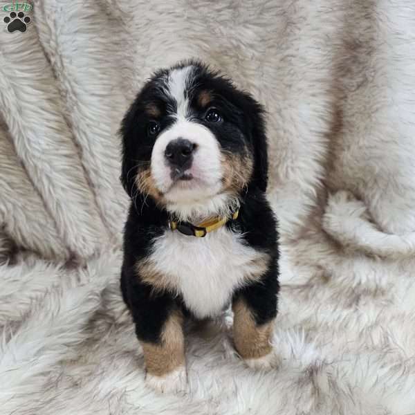 BELLA, Bernese Mountain Dog Puppy
