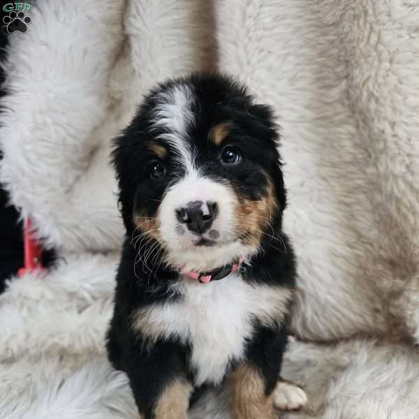 MARA, Bernese Mountain Dog Puppy