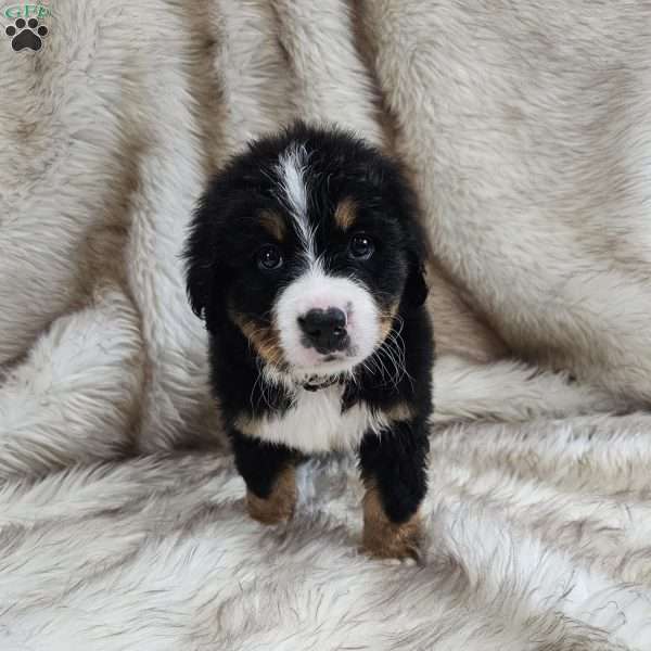 DANTE, Bernese Mountain Dog Puppy