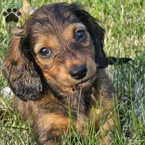 Winston – mini, Dachshund Puppy