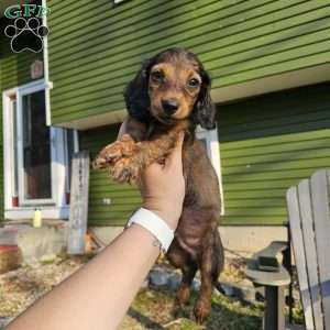 Winston – mini, Dachshund Puppy