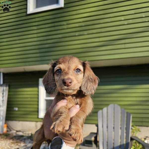 Hazel – mini, Dachshund Puppy