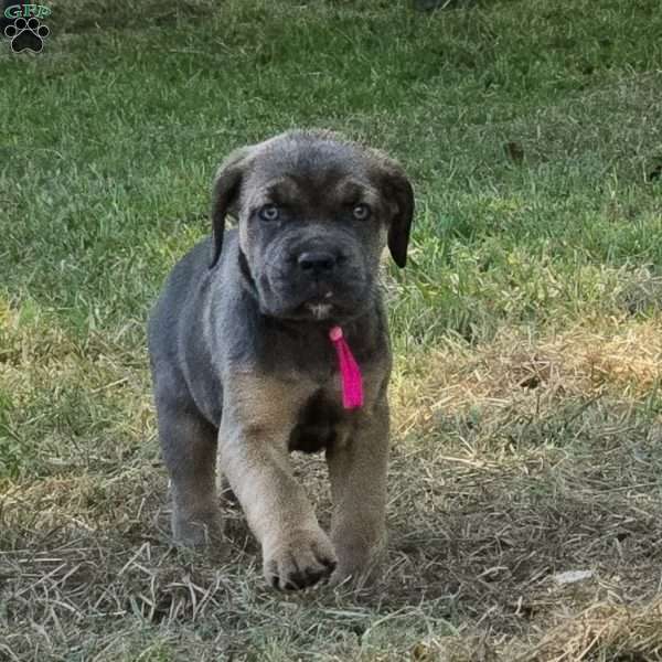 Reya, Cane Corso Puppy