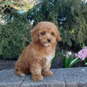 Bradley, Forever Puppy