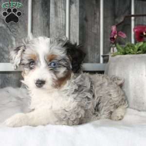 Vivian, Mini Aussiedoodle Puppy