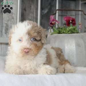 Victor, Mini Aussiedoodle Puppy