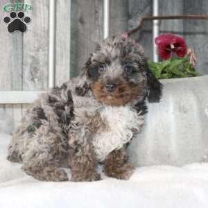 Vincent, Mini Aussiedoodle Puppy