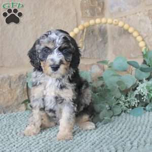 Joy, Mini Labradoodle Puppy
