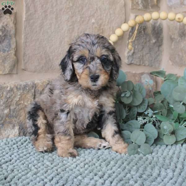 Jenny, Mini Labradoodle Puppy