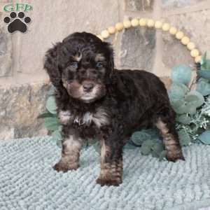 Joetta, Mini Labradoodle Puppy