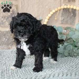 Jessie, Mini Labradoodle Puppy