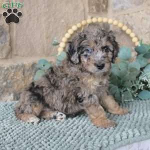 Jared, Mini Labradoodle Puppy