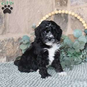 Jeff, Mini Labradoodle Puppy