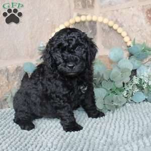 Jerry, Mini Labradoodle Puppy