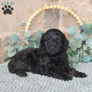 Jaxson, Mini Labradoodle Puppy