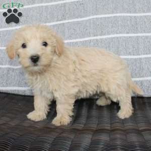 Katie, Westiepoo Puppy