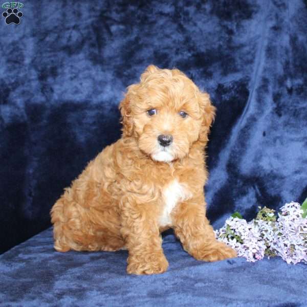 Lester, Mini Goldendoodle Puppy
