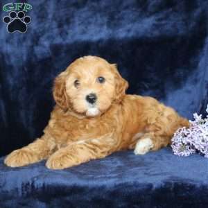 Lisa, Mini Goldendoodle Puppy