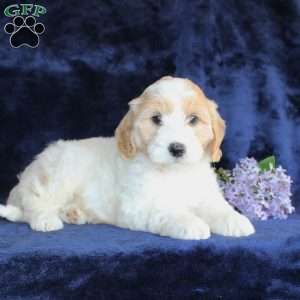Leon, Mini Goldendoodle Puppy