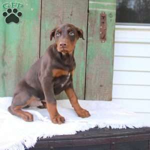 Tyler, Doberman Pinscher Puppy