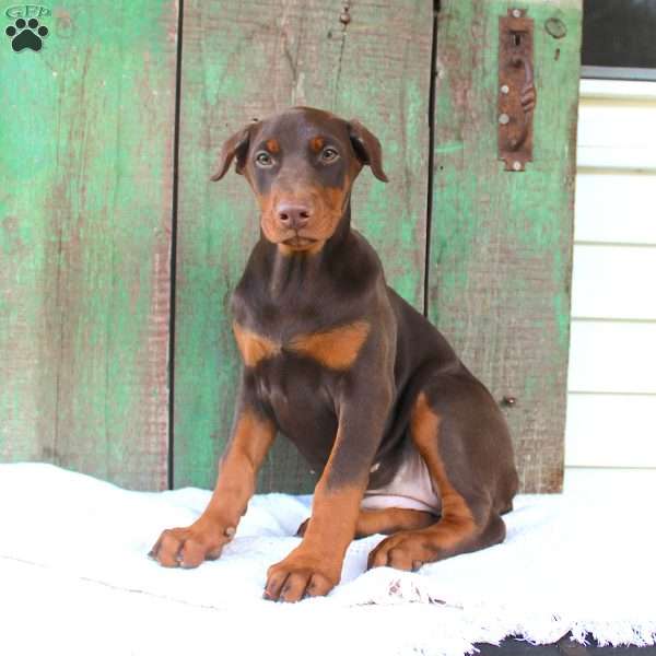 Tina, Doberman Pinscher Puppy