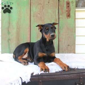Tracy, Doberman Pinscher Puppy