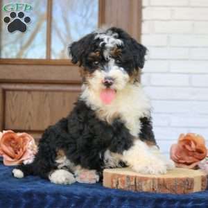 Baxter, Mini Bernedoodle Puppy