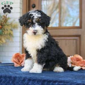 Baxter, Mini Bernedoodle Puppy