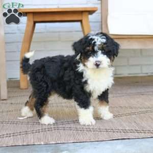 Baxter, Mini Bernedoodle Puppy
