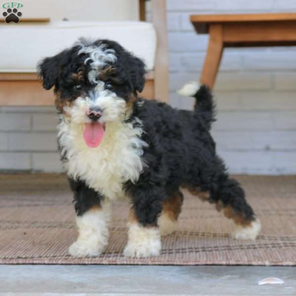 Baxter, Mini Bernedoodle Puppy