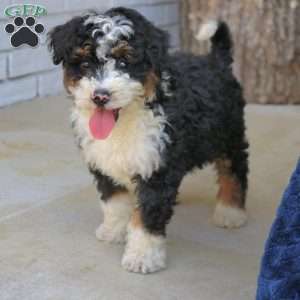 Baxter, Mini Bernedoodle Puppy