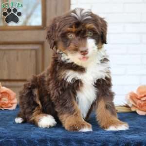Bella, Mini Bernedoodle Puppy