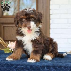 Bella, Mini Bernedoodle Puppy