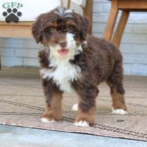 Bella, Mini Bernedoodle Puppy
