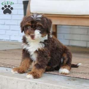 Bella, Mini Bernedoodle Puppy