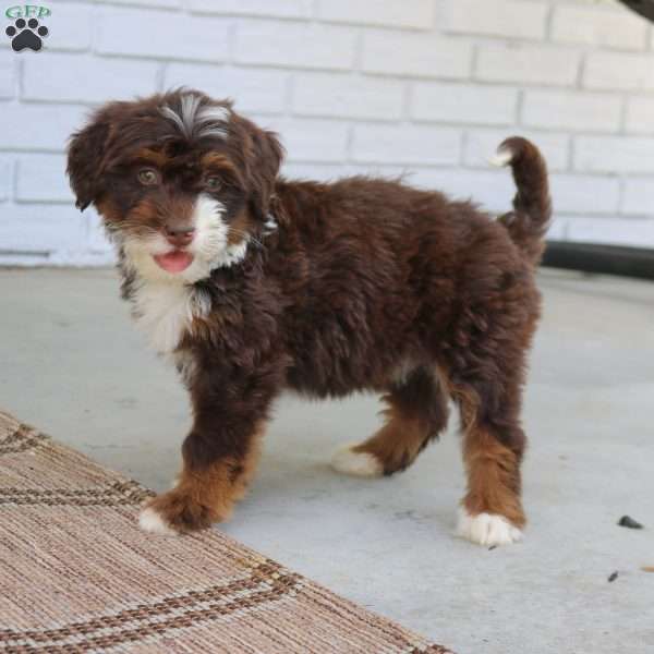 Bella, Mini Bernedoodle Puppy