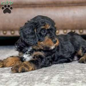 Axel, Cavapoo Puppy