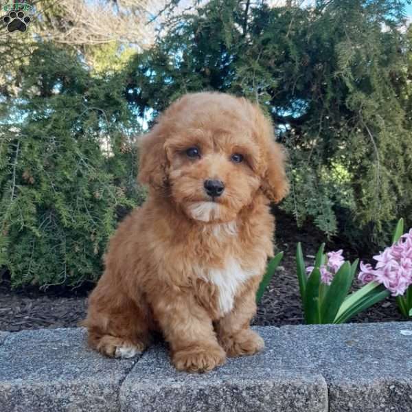 Bradley, Forever Puppy