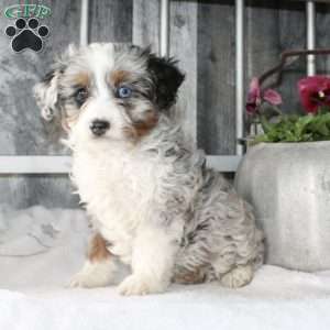 Vivian, Mini Aussiedoodle Puppy