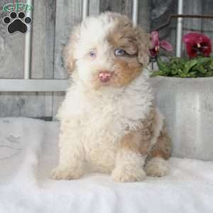 Victor, Mini Aussiedoodle Puppy