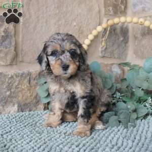 Jenny, Mini Labradoodle Puppy