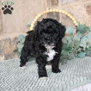 Jessie, Mini Labradoodle Puppy