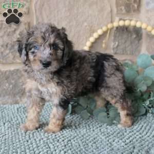 Jared, Mini Labradoodle Puppy